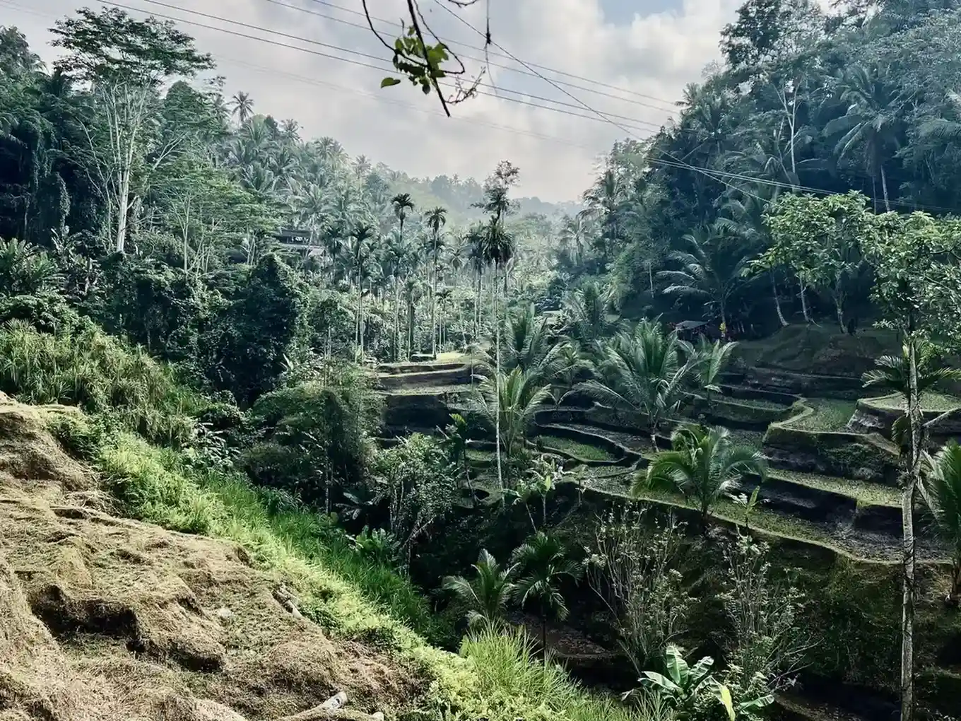 Tegalalang rice terrace, Ubud